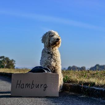 Reizen binnen de EU met mijn huisdier?