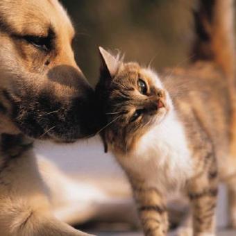 Oudere dieren